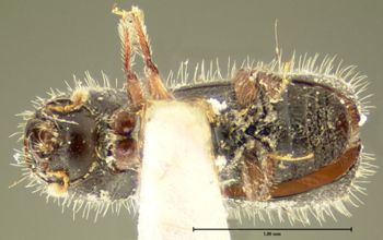 Media type: image;   Entomology 1295 Aspect: habitus ventral view